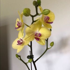 Meet your Posher, Judy